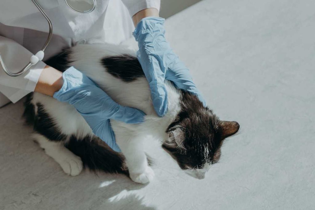 Reconnaître un œuf de puce chien chat