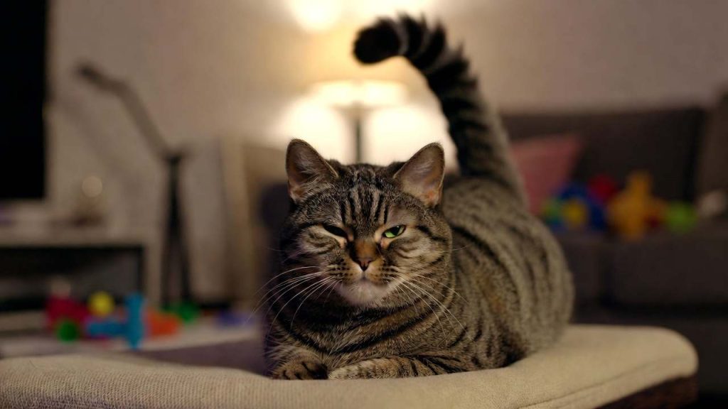 Chatte en chaleur sur coussin doux