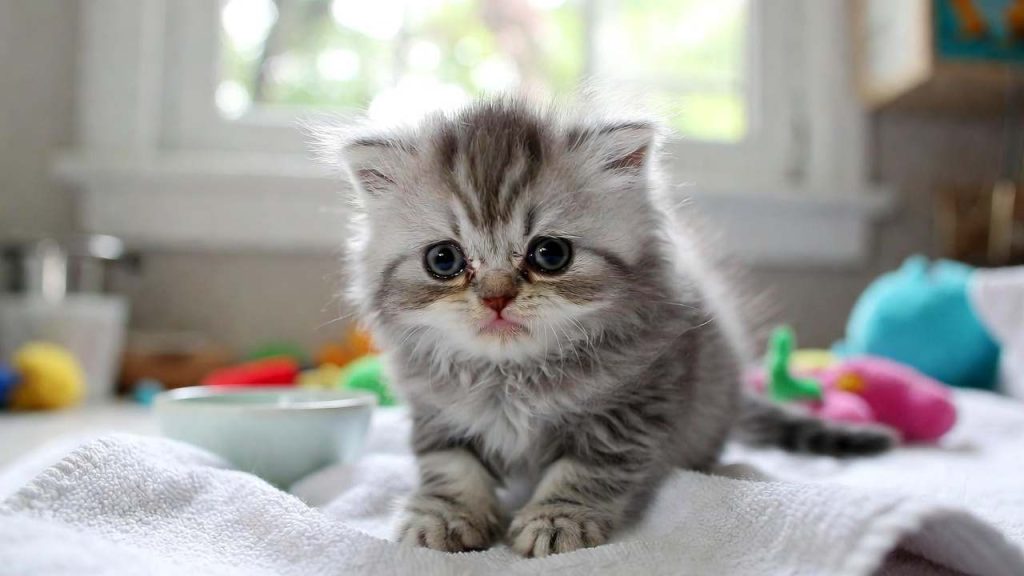 Chaton malade avec diarrhée